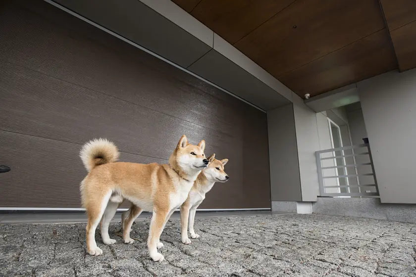 5% от каждого заказа — в фонд помощи животным 5% от каждого заказа — в фонд помощи животным